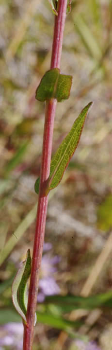 Symphyotrichum laeve (Aster laevis var. geyeri)